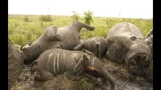 The Tragic Fate of Giants Killed for Ivory and Skin! #StopAnimalCruelty #ProtectWildlife #Animals