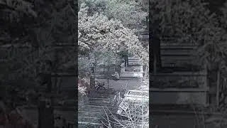 رجل يئتي لقبر زوجته 😢