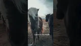 Caballo Islandés 
