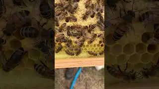 Пчелиные детки