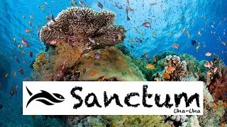 Welcome to Sanctum - Una Una - Diving Tongian Islands