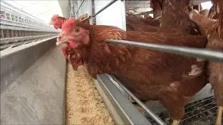 Enrichable Systems and Rearing Systems