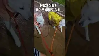 주인은 비 맞아도 괜찮아...^^ / 진돗개 진주, 밀크 #백구 #강아지 #반려견 #강아지일상 #dog #대형견 #반려동물