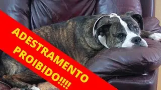 Adestramento de cães foi proibido em BH