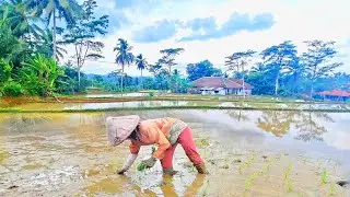 MUSIM TANDUR TELAH TIBA❗ suasana kampung cibogo dengan keramahan penduduknya