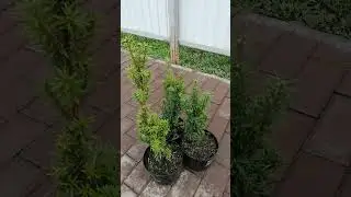 Тис средний Хикси.