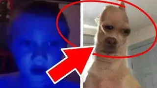 HOW TO BECAME DOG