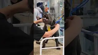 DEU RUIM NO BANHO? #pitbull #dog #cachorro #pet