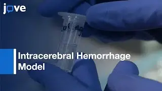 ICH Model by Clostridial Collagenase or Autologous Blood | Protocol Preview