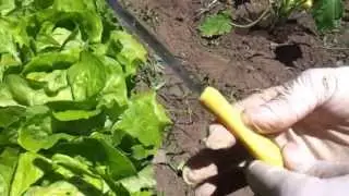 Come raccogliere l'insalata - casaegiardino.it