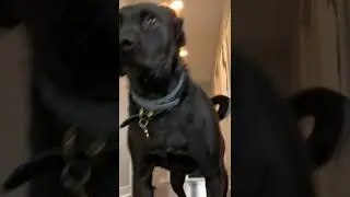 Objectively cute dog video #shorts #dog #doggo #pet #animals #cute #viral #aww