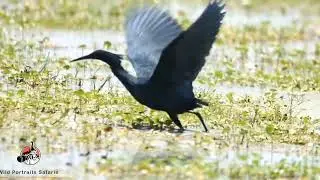 Black heron unique hunting  technique