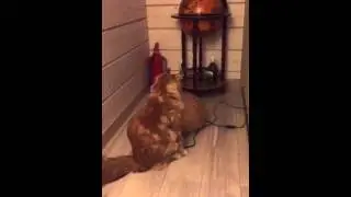 Светлана Сурганова. Любопытство.
