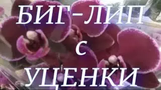 Обзор свежих орхидей, лилий и других комнатных растений
