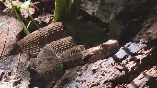 The highly venomous Lancehead (Bothrops atrox), well camouflaged on the ground