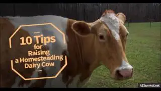 10 Tips for Raising a Homesteading Dairy Cow