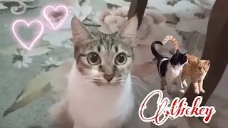 Mickey is a survivor / Mickey & Gucci/  My Precious/ Members Shout Out