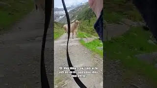 POV Photography while hiking with unexpected results 🐮