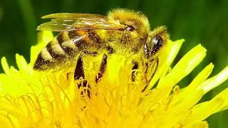 Красивая музыка | Рабочие пчелы | Worker bees