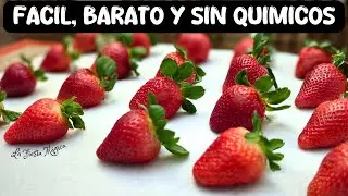 COMO LAVAR, DESINFECTAR Y PREPARAR FRESAS 🍓Para CUBRIR CON CHOCOLATE Y OTROS POSTRES