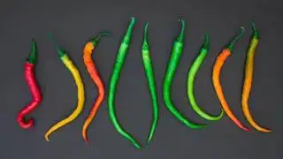 Pepper🌶️