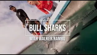 Bull Sharks
