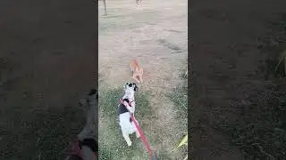 Doggie Loves Cat BFF