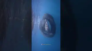 rare moment caught in ocean 😳 #ocean