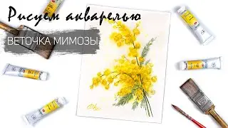 Drawing a mimosa branch. Drawing lessons. Watercolor flowers.