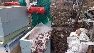 Продолжение эксперимента. Августовские отводки на маточники. 04.11.2021г.