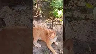 Какой красивый рыжик, пришел покушать 🙂🤗😊