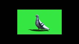 Green screen Pigeon 🐦🐦||Copyright free 🤩🤩 ChromaCulture 🤩