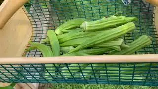 Okra, Squash, Kale, Beans and Lemon Basil Harvest 