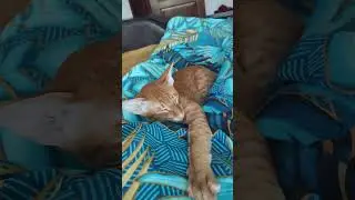 #интересно #cat #смешно #кот #catlover #лекс #котик #котики #тренд #топ #любовь #ориентал #весело