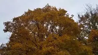 ОСЕННЯЯ ЛЮБОВЬ