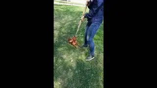 Играем с собакой.
