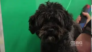 Dog Diversity, a Dog Grooming School and Pet Shop in Seddon Melbourne