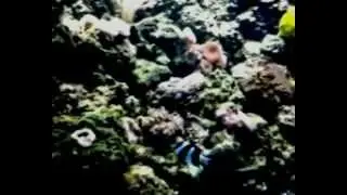 Sochi Discovery World Aquarium Океанариум в Адлере.