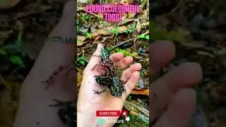 Most Beautiful Frogs On Earth | Amazing Frogs Found | #colourfulfrogs #crazyfrog #shorts #viral