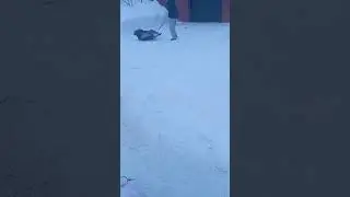Зимние забавы. 2024