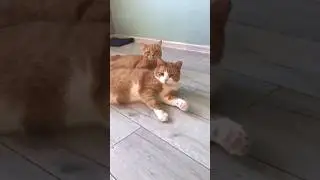 В лучах солнца и славы 🫶 #котовлог #catshorts #catlover #funnycats #kitten