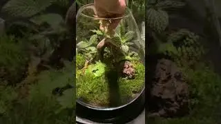 How to make Closed Terrarium 🍃 