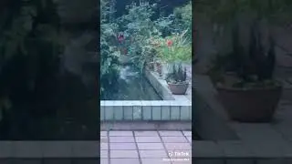 Cat made fun of another cat