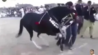 Лошадь танцует от души😂😂😂😂😂👏👏👏👏👏