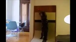 Интерактивная лазерная игрушка для кошек Froli Cat Bolt Laser