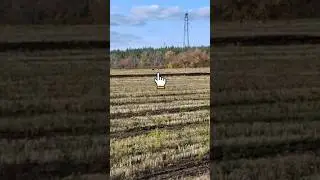 #косуля