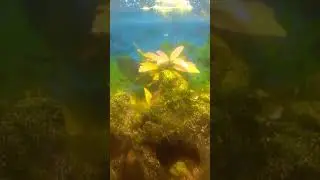 Aquarium with freshwater fish