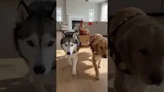 Roman King Commands Dogs to Pull His Cardboard Chariot 😂🐶
