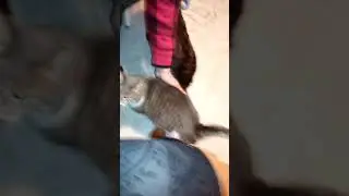 Angel being petted