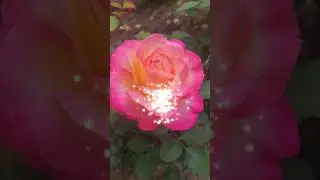 Доброе утро,хорошего дня открытки на каждый день #открытка #доброеутро #видеооткрытка #доброеутречко